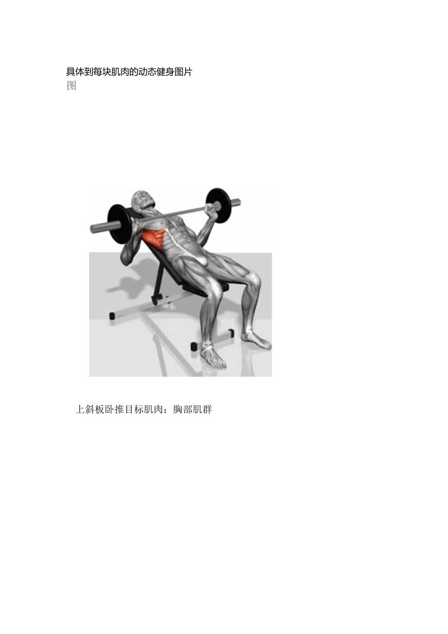 全身肌肉锻炼大全详细到每个细节.docx_第1页