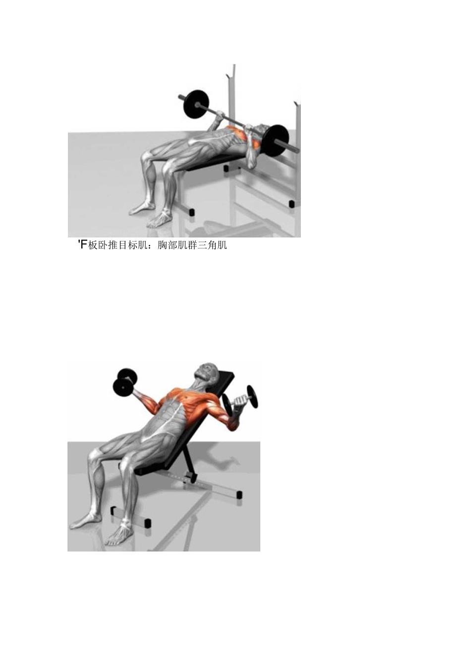 全身肌肉锻炼大全详细到每个细节.docx_第2页