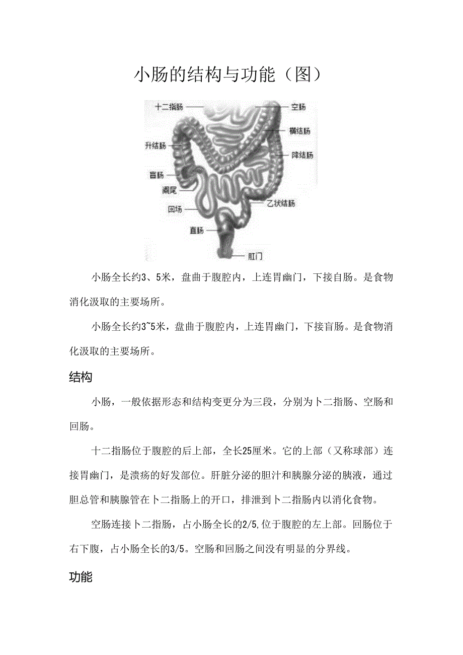 小肠的结构与功能(图).docx_第1页