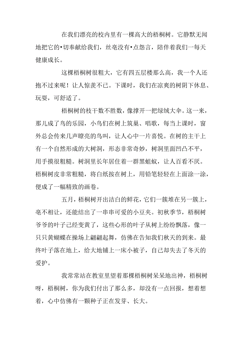 关于校园的梧桐树5篇.docx_第2页