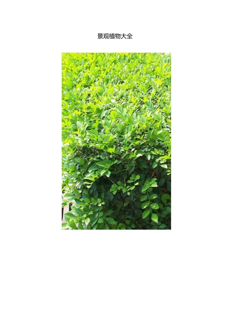 常见景观植物大全75619.docx_第1页