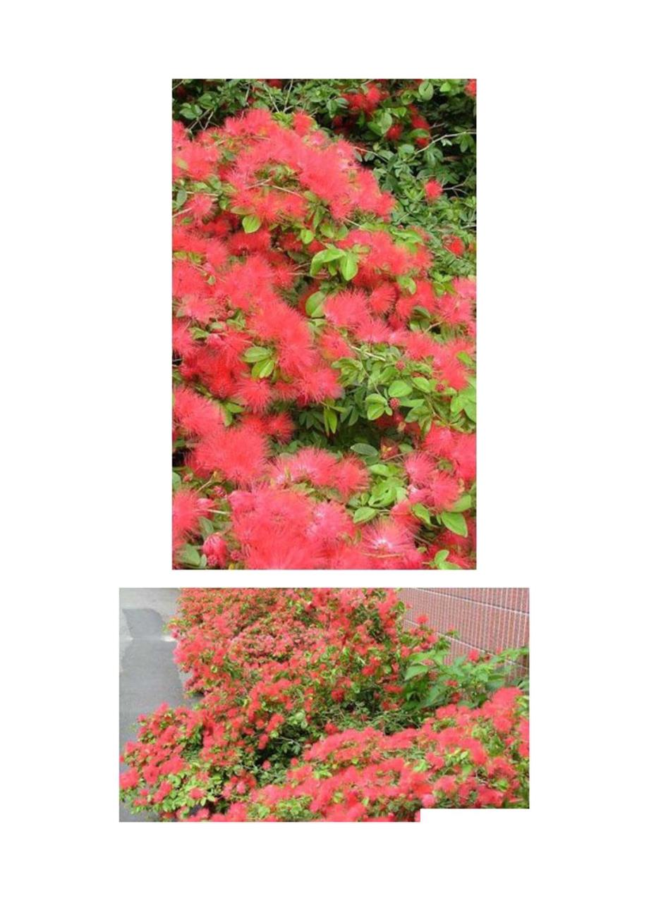 常见景观植物大全75619.docx_第2页