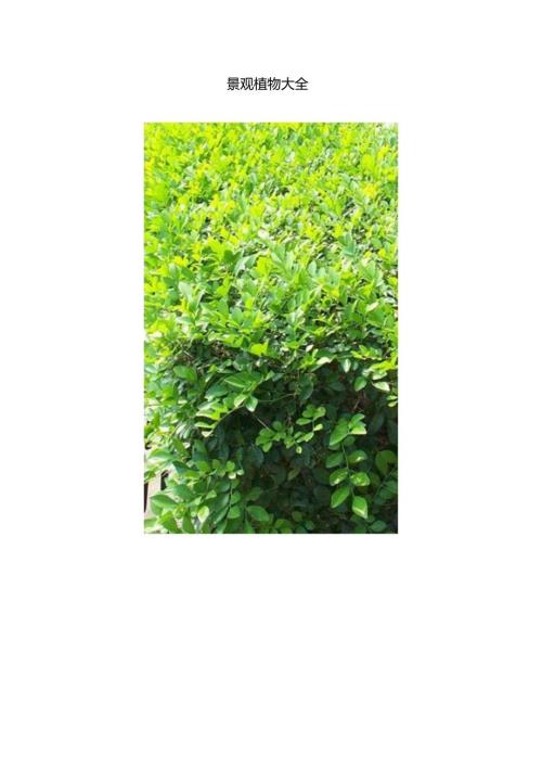 常见景观植物大全.docx
