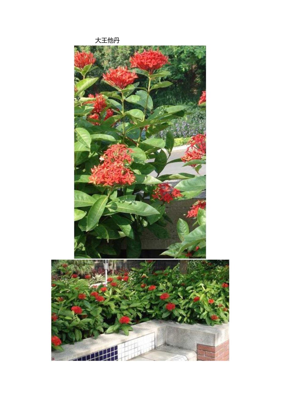 常见景观植物大全.docx_第3页