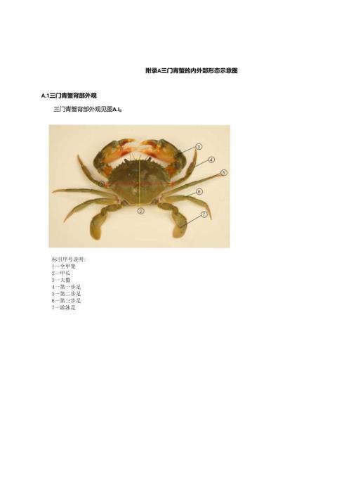 三门青蟹的内外部形态示意图.docx
