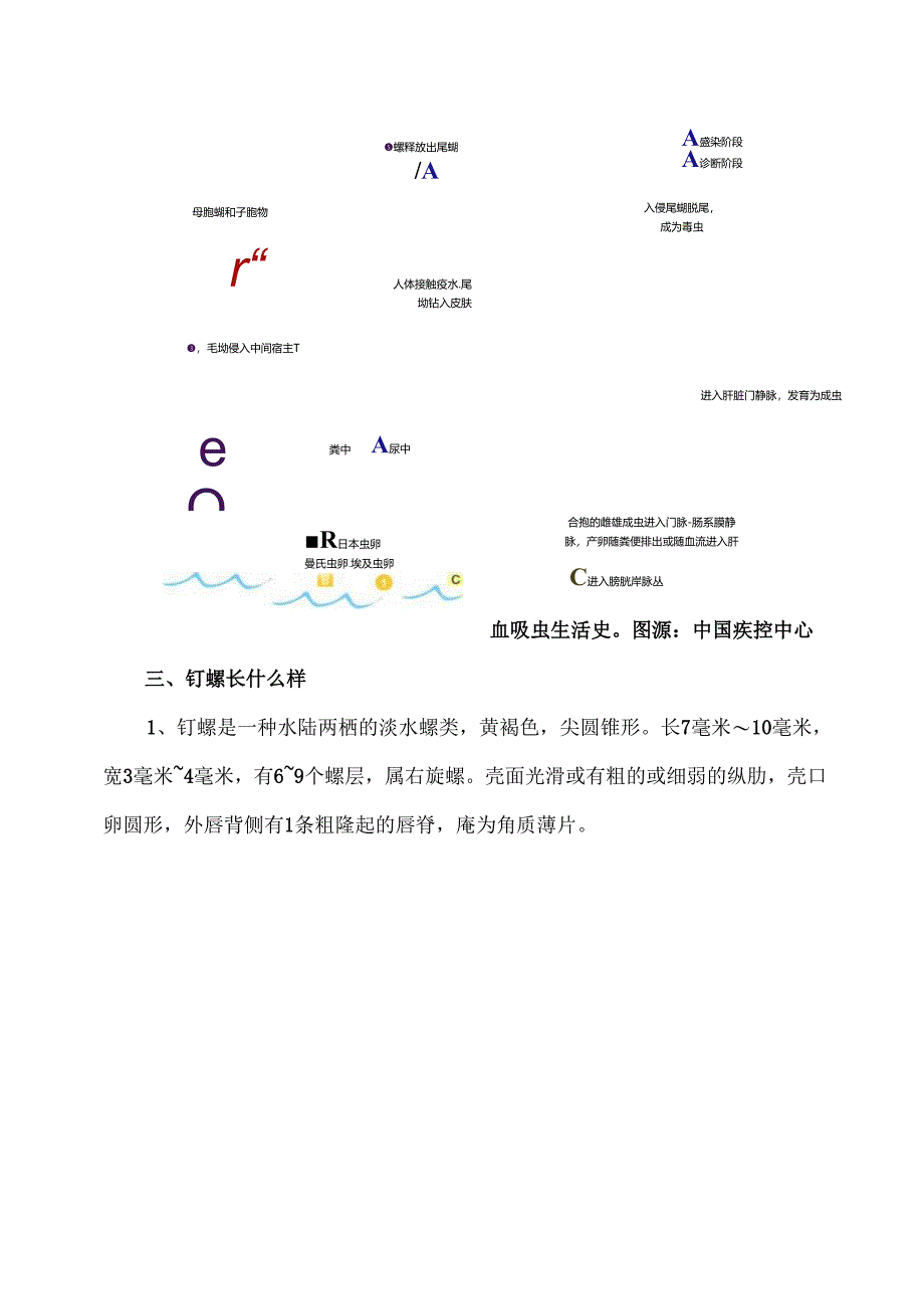 接触10秒即可感染血吸虫病（2025年）.docx_第2页
